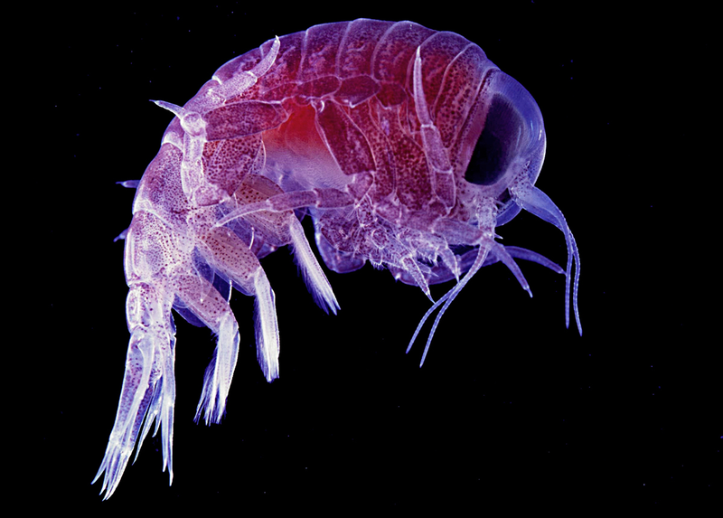 Un anfípodo. Foto: Wikipedia